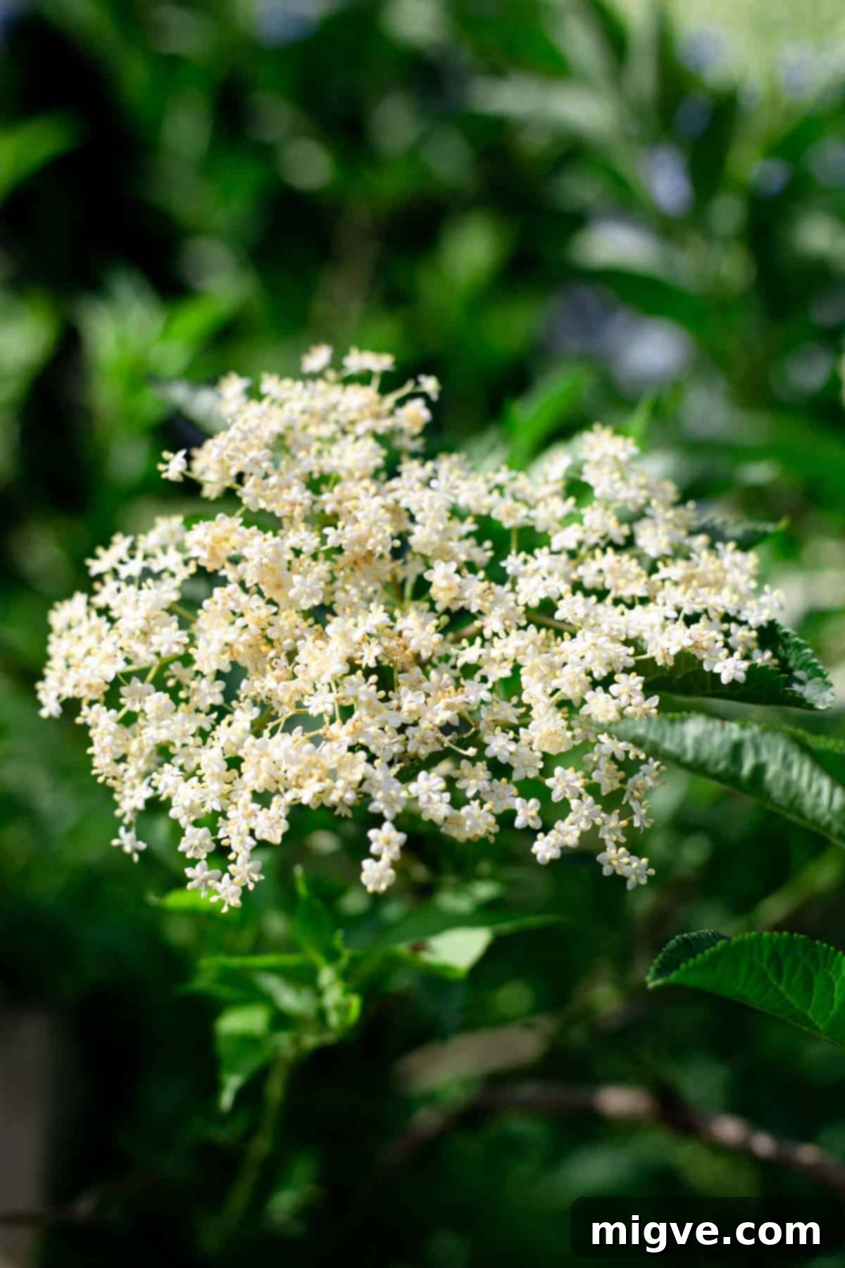 Classic elderflower cordial recipe #elderflower #cordial #summerdrink | via @annabanana.co