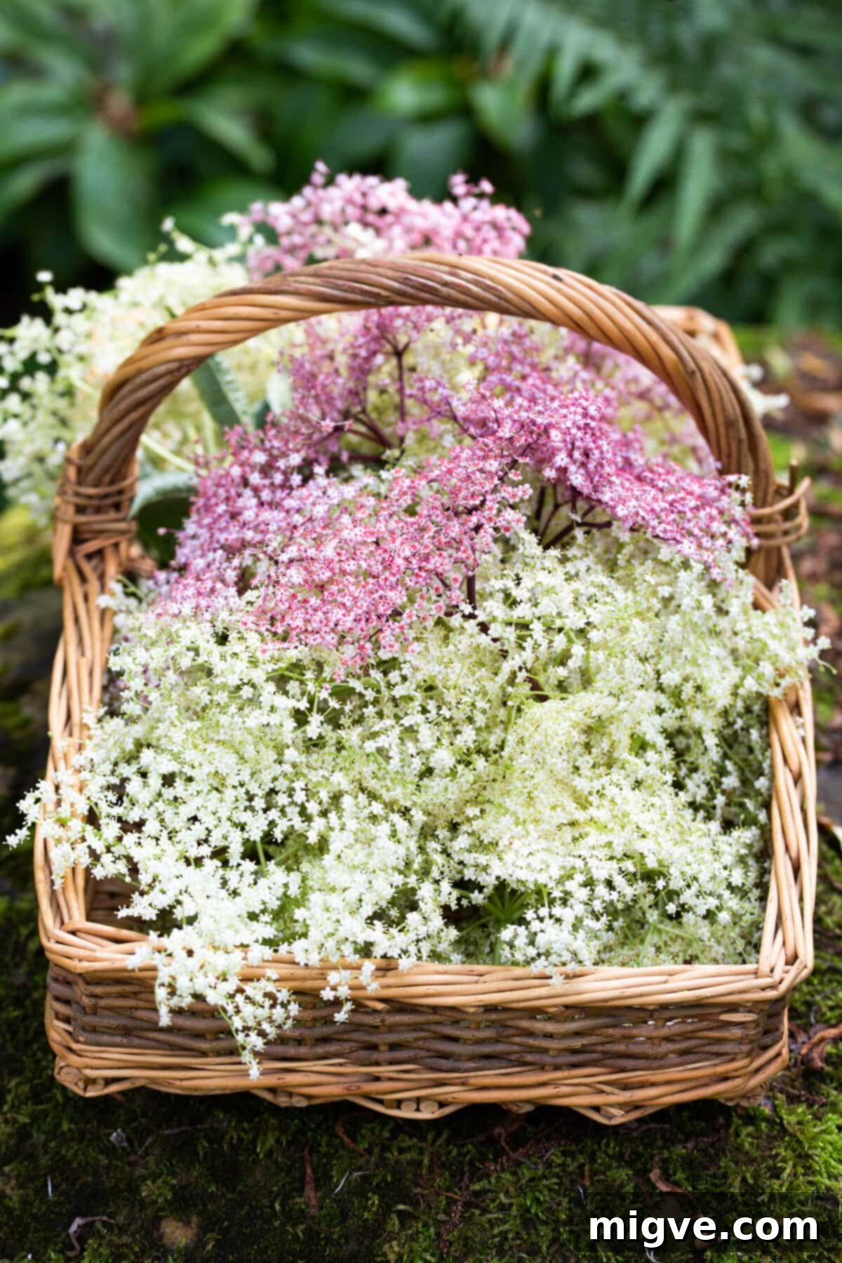 side angle view of a basket filled with elderflowers