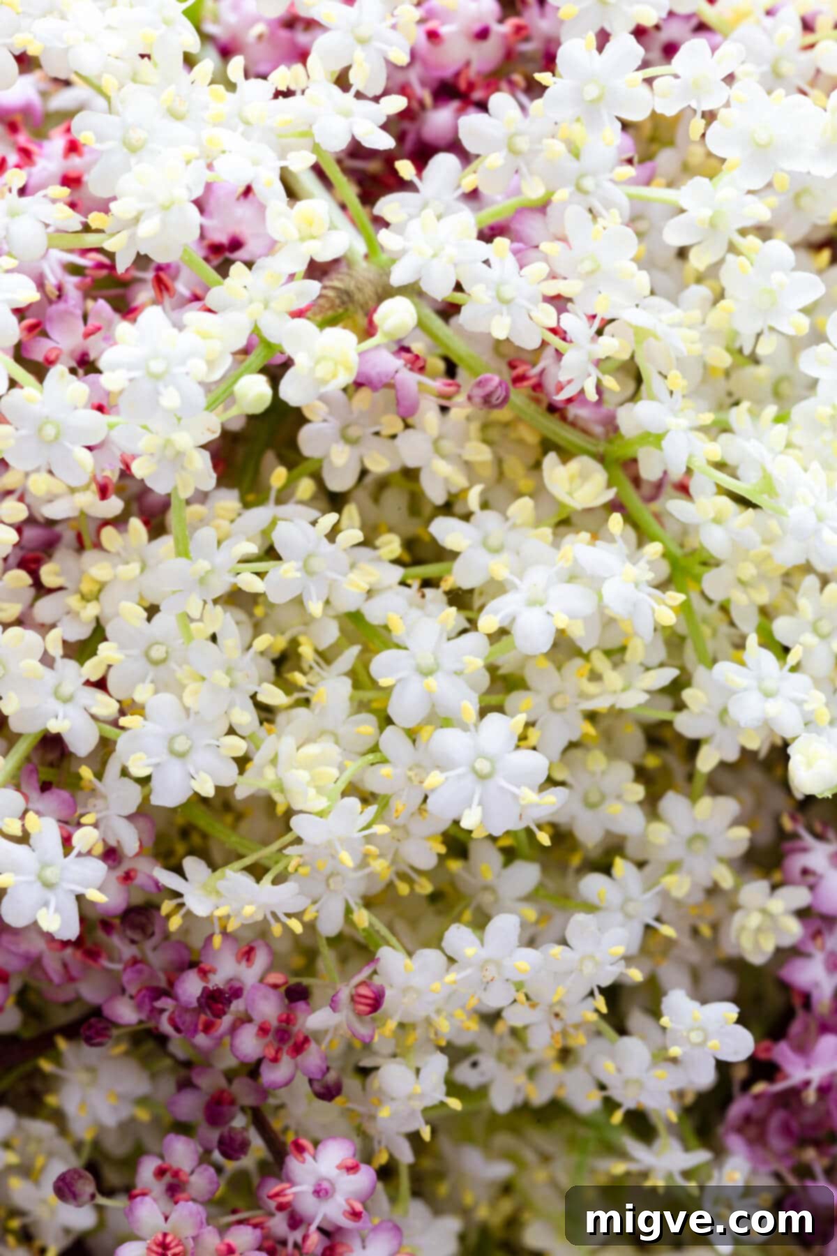 super close up at white and pink elderflowers