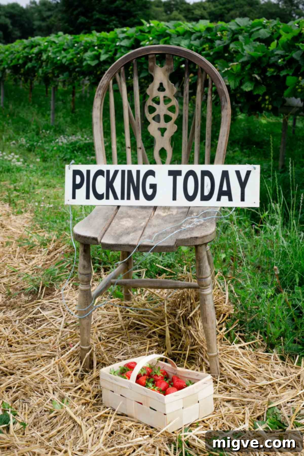A rustic basket overflowing with freshly picked strawberries on a farm setting.