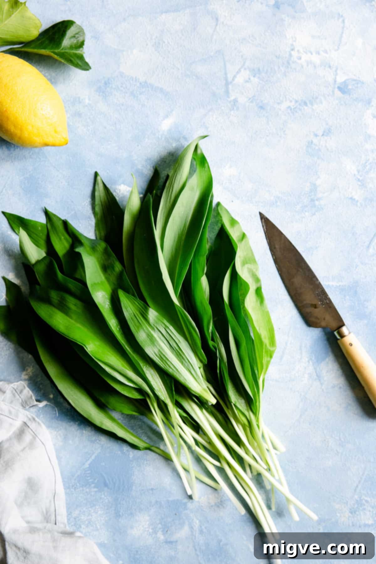 overhead shot of bunch of wild garlic leaves on a blue background
