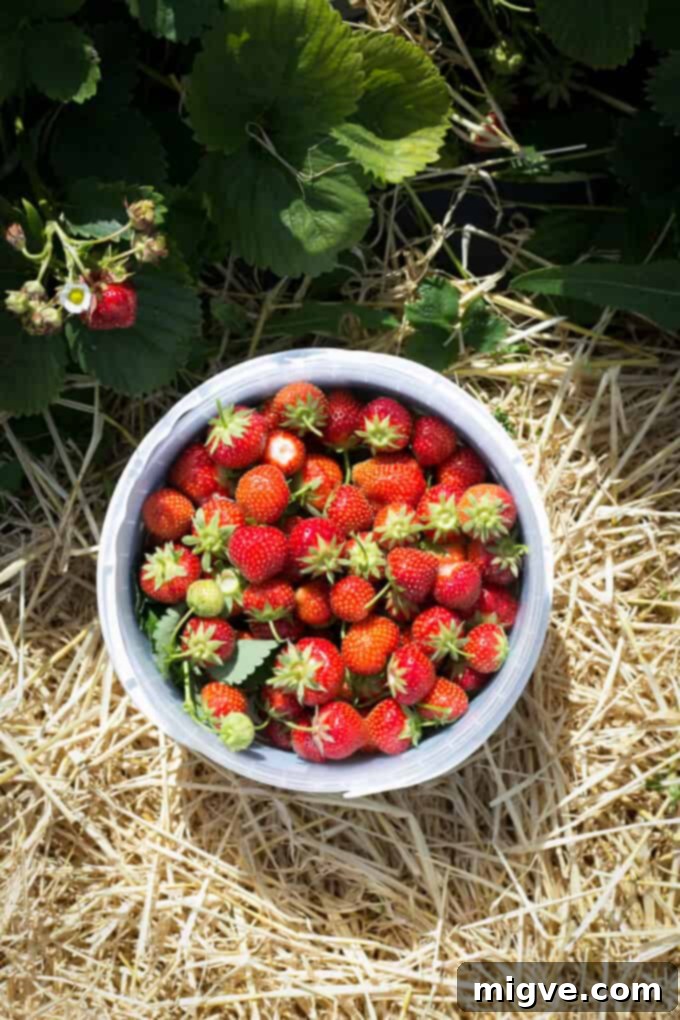 Summer Strawberry Delight 7 Strawberry Summer Cake bursting with juicy berries, a perfect light dessert