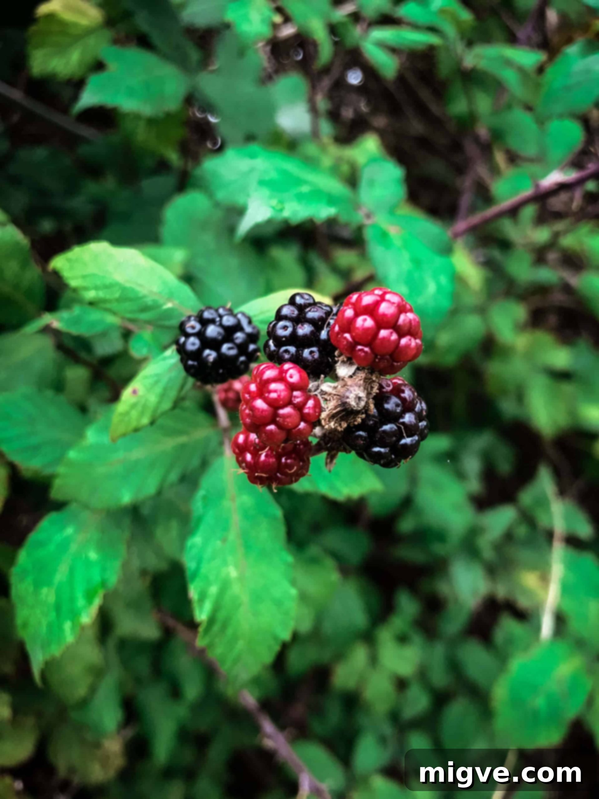 Wild blackberry tart with handmade jam filling